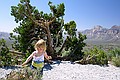 Red Rock Canyon, Las Vegas