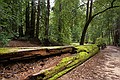 Big Basin State Park