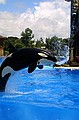 Seaworld i San Diego