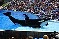 Seaworld i San Diego