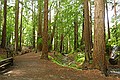 Pfeiffer Big Sur State Park