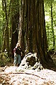 Big Basin State Park