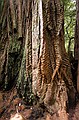 Big Basin State Park