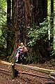 Big Basin State Park