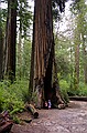 Big Basin State Park