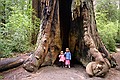 Big Basin State Park