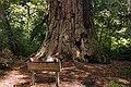 Big Basin State Park