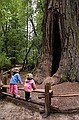 Big Basin State Park