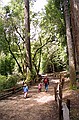 Big Basin State Park