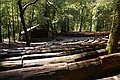 Big Basin State Park