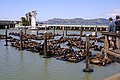 Slver ved Pier 39, San Francisco