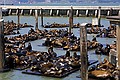 Slver ved Pier 39, San Francisco