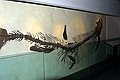 Dinoskeletter, museum Golden Gate Park
