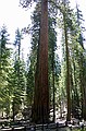 Mariposa Grove, Yosemity