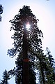 Mariposa Grove, Yosemity