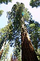 Mariposa Grove, Yosemity