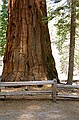 Mariposa Grove, Yosemity