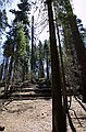 Mariposa Grove, Yosemity