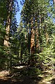 Mariposa Grove, Yosemity