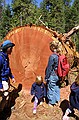 Mariposa Grove, Yosemity