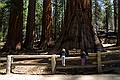 Mariposa Grove, Yosemity