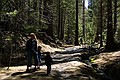 Mariposa Grove, Yosemity