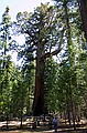 Mariposa Grove, Yosemity