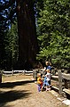 Mariposa Grove, Yosemity