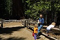 Mariposa Grove, Yosemity