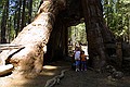 Mariposa Grove, Yosemity