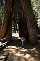 Mariposa Grove, Yosemity