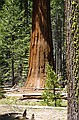 Mariposa Grove, Yosemity