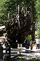 Mariposa Grove, Yosemity