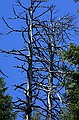 Mariposa Grove, Yosemity